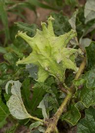   Fruit:   Harpagophytum zeyheri  ssp.  sublobatum ; Photo by B.T. Wursten, Flora of Zambia
